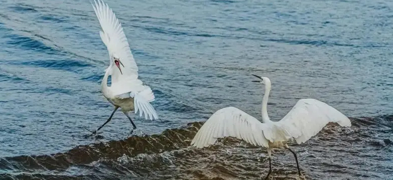 生物多樣性智慧一體化指揮平臺